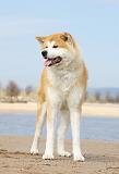 AKITA INU 172
